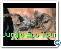 Jungle Eco Tour, Dominicaanse Republiek
