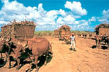 Country Safari
