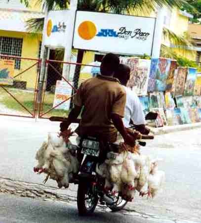 chicken on motorbike